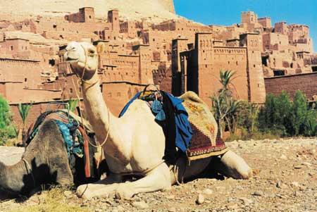 sahara