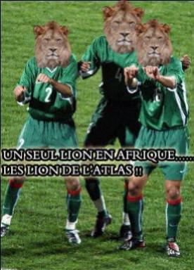 les lion de l'atlas